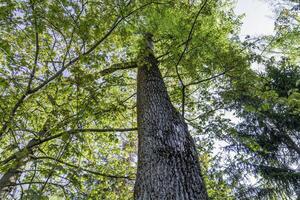 Tree trunk and green foliage, view from below in spring forest. photo