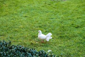 A white dove stands on the green grass in the park. photo
