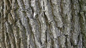 Close-up of the texture of the rough surface of tree bark photo