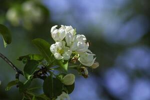Close-up of blossoming apple tree in spring against soft bokeh background. photo