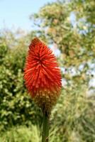 Close-up of a brightly coloured Kniphofia flower, also known as Red Hot Poker or Torch Lily, with red and yellow tubular flowers against a blurred green garden background on a sunny day. photo