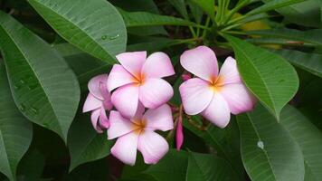 Vibrant Pink Flowers Bloom Amidst Lush Green Leaves in Tropical Garden, Showcasing Natures Flora and Creating Serene Atmosphere of Tranquility. video