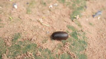 Close Up of Brown Segmented Pill Bug Crawling on Soil, Showcasing Its Natural Habitat and Wildlife Features in Outdoor Nature video