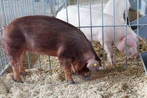 Purebred pigs Duroc in a stable on the farm photo