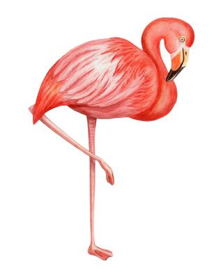Pink flamingo in profile hand drawn watercolor illustration. Realistic drawing of tropical full body bird with colorful realistic texture. Perfect for summer card template and holiday season design.