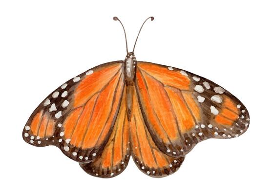 Monarch butterfly front view hand drawn watercolor illustration. Drawing of spotted exotic insect with colorful realistic texture wing. Perfect for summer card template and holiday season design.