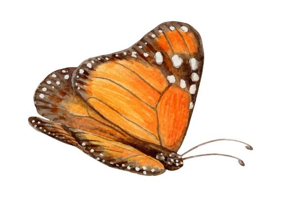 Monarch butterfly side view hand drawn watercolor illustration. Drawing of spotted exotic insect with colorful realistic texture wing. Perfect for summer card template and holiday season design.