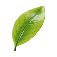 A 3D glossy green tea leaf with shimmering surface and detailed veins png