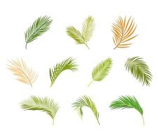 A decorative illustration set of palm leaves in various shapes and styles, perfect for tropical themes, summer designs, nature decor, and botanical visuals. vector