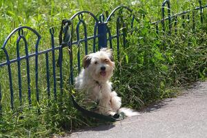 Cute dog sits tied to the fence photo