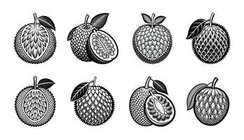 Various types of durian fruit in different stages of ripening vector