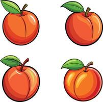 Four different peach fruits vector