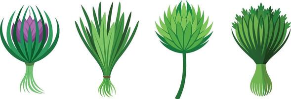Four different types of grasses on a white background vector