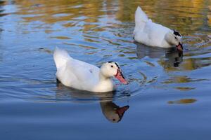 Two white ducks floating in a pond photo