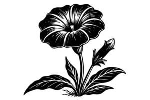 Black and white petunia flower isolated on white background vector
