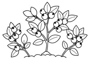 A simple line drawing of blueberry plants with berries and leaves on white background vector