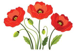 illustration of three red poppies with green buds on a white background vector