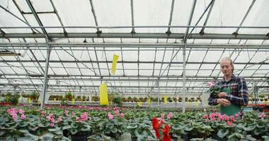 A young man of European appearance in apron walks between tables with flowering plants in pots standing on them and selects some specimens, taking them in his hands, in greenhouse for growing flowers photo