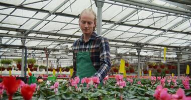 A young man of European appearance in apron walks between tables with flowering plants in pots standing on them and selects some specimens, taking them in his hands, in greenhouse for flowers photo