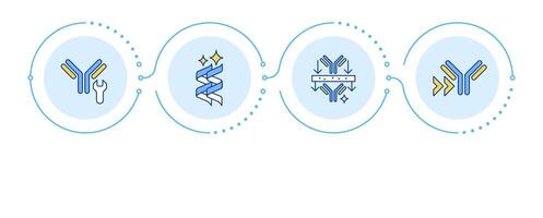 Antibody production process infographic 4 steps. Phage display. Antibody purification. Flow chart infochart. Editable info graphics icons vector