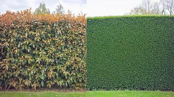 Contrast between two types of hedges in a garden setting on a cloudy day photo