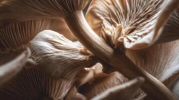 Macro view of mushrooms showcasing intricate gills and stems in natural light photo