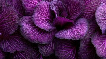 Macro view of vibrant purple cabbage leaves showcasing intricate textures and patterns photo