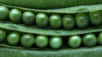 Pod revelation showcases dozens of split pods with fresh green peas at harvest time photo