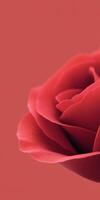 A red rose is shown against a red background photo