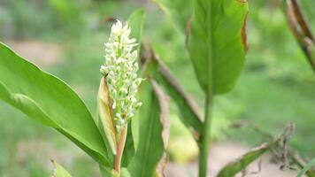 A plant with white flowers in the middle of a field video
