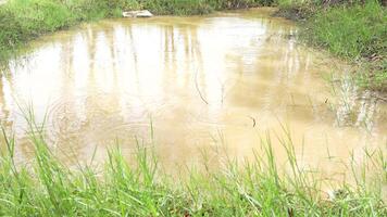A small pond in the middle of a field video
