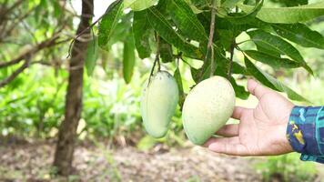 A person holding a mango on a tree video