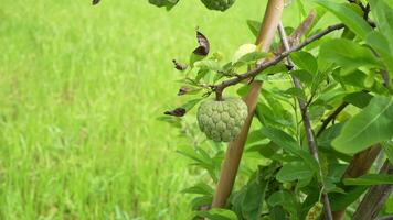A fruit hanging on a branch in a field video