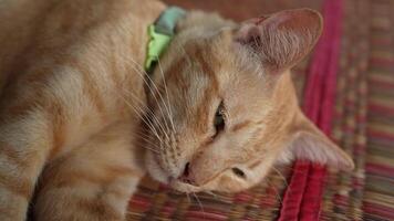 A cat is sleeping on a woven mat video