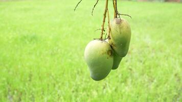 Mango hanging on the tree in the field video