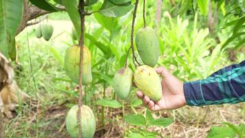A man is holding a mango tree with fruit hanging from it video
