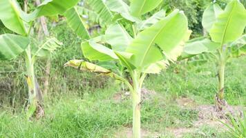 Lush green banana plants thrive in vibrant fields, showcasing their broad leaves and healthy growth, embodying beauty of tropical agriculture and natures tranquility. video