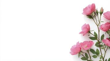 Pink roses on white background with copy space photo