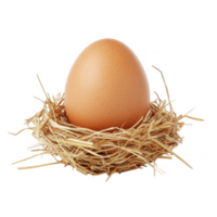 Single brown egg in hay nest isolated on transparent background png