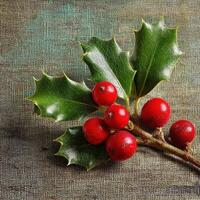 Holly berry photograph - holly berry fine art print photo