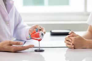 A doctor and patient are talking about a model of a heart photo
