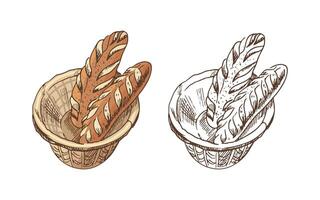 Hand drawn vintage sketch of crispy baguettes in bread basket in color and monochrome version, rustic engraving style vector