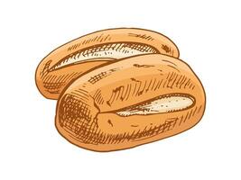 Hand drawn vintage sketch of two bread rolls in engraving style, colored bakery illustration in brown ink vector