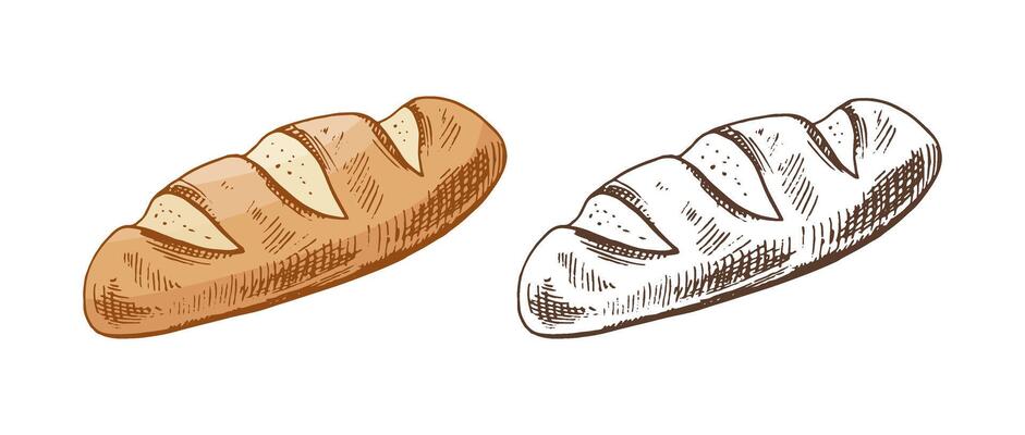 Hand drawn vintage sketch of rustic bread loaf with slashes in color and monochrome version, isolated illustration