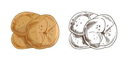 Hand drawn vintage sketch of soft round buns with sesame in brown ink, color and monochrome isolated illustration vector