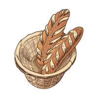Hand drawn vintage sketch of crispy baguettes in rustic wicker bread basket, colored engraving style, bakery illustration vector