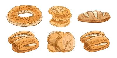 Hand drawn vintage sketch of assorted bread types in color version, isolated illustration vector