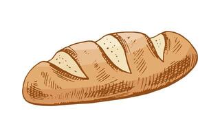 Hand drawn vintage sketch of rustic bread loaf with decorative slashes, isolated illustration vector