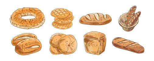 Hand drawn vintage sketch of assorted bakery bread collection in brown ink engraving style, color illustration vector