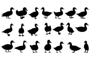 Duck Silhouettes Set Walking, Standing, and Swimming Duck Icons for Farm, Wildlife, and Nature Design Projects vector